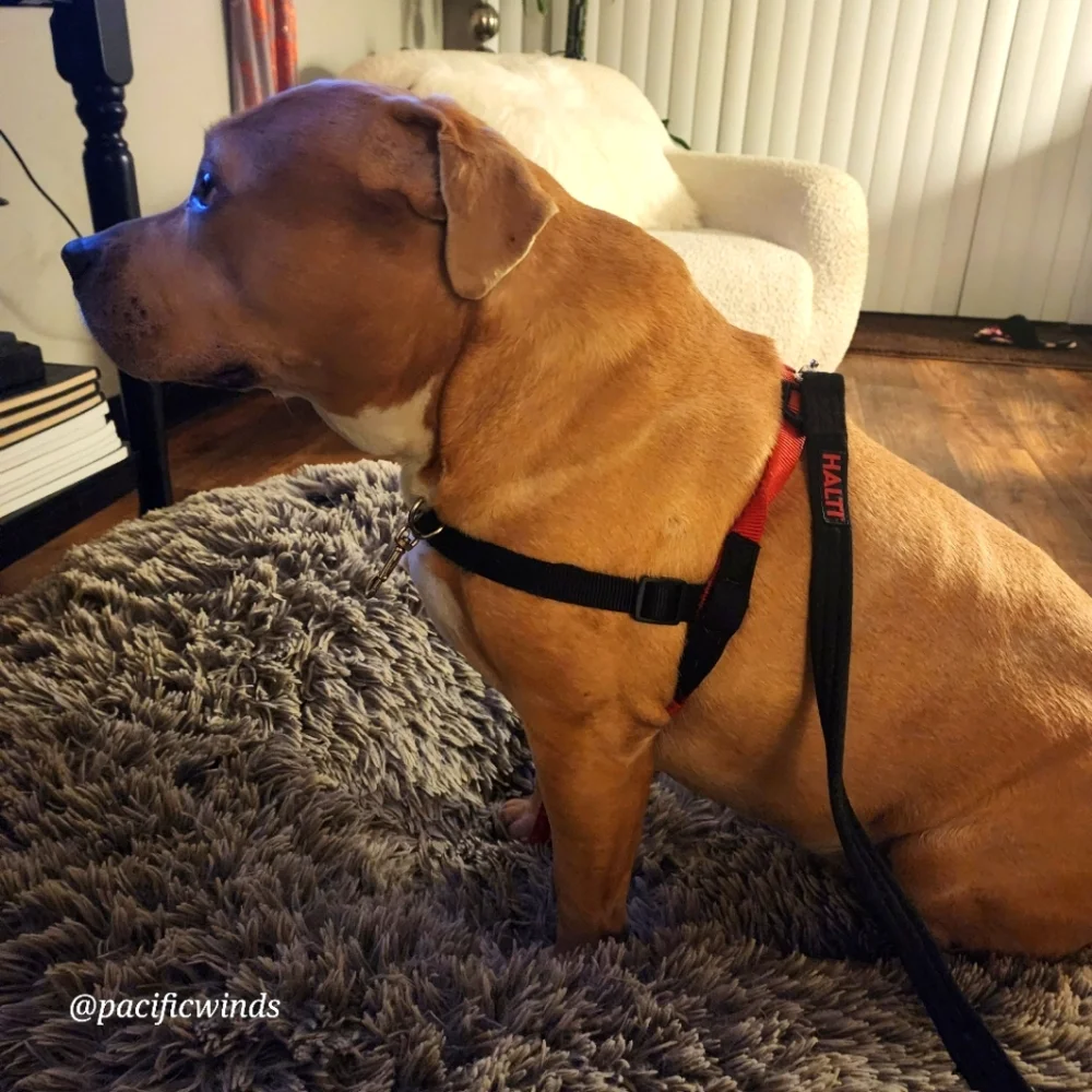 HALTI HARNESS MEDIUM TO LARGE